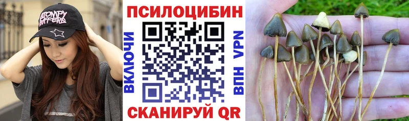 блэк спрут зеркало Миньяр Галлюциногенные грибы Cubensis